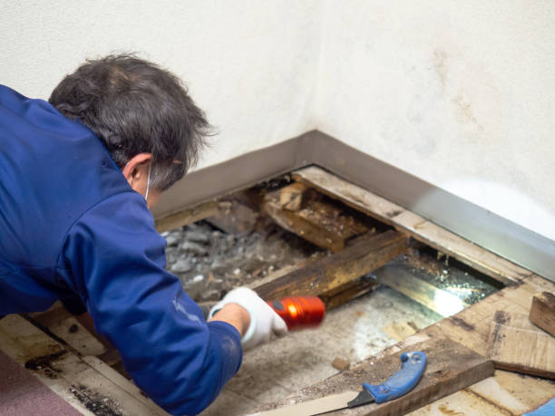 Cambridge City, IN Mold Remediation Company
