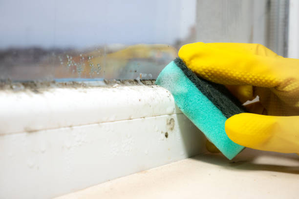 Best Residential Mold Remediation in Cambridge City, IN