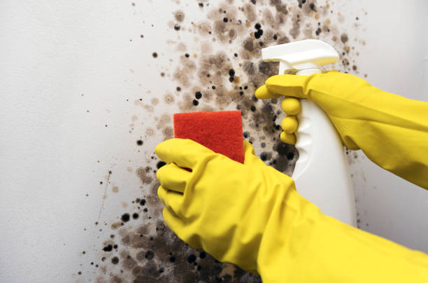 Best Residential Mold Remediation in Cambridge City, IN